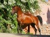 stallion El Perfecto ox (Arabian thoroughbred, 1988, from Vallehermoso ox)