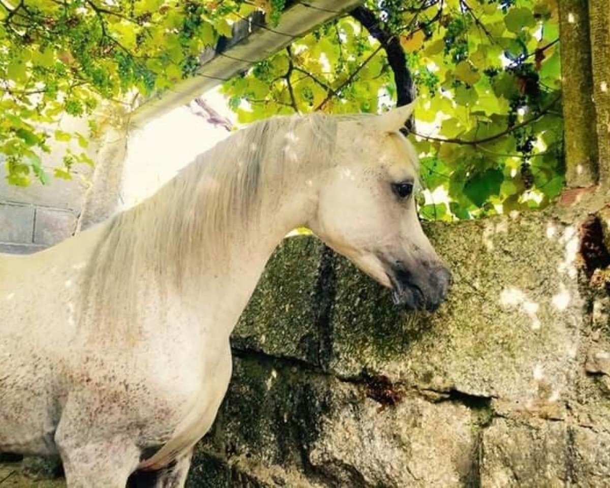 stallion LM Perlamor ox (Arabian purebred, 1993, from El Perfecto ox)