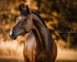 dressage horse Don Dulapalu (German Riding Pony, 2020, from Don Amore)