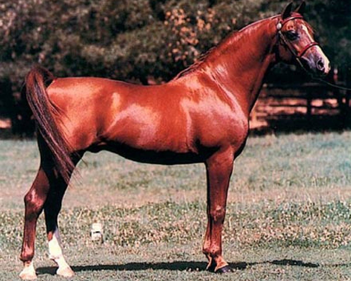 stallion Barich de Washoe ox (Arabian purebred, 1965, from Zurich ox)