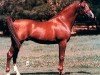 stallion Barich de Washoe ox (Arabian thoroughbred, 1965, from Zurich ox)