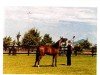 broodmare Abha Djezire ox (Arabian thoroughbred, 1981, from AN Malik ox)