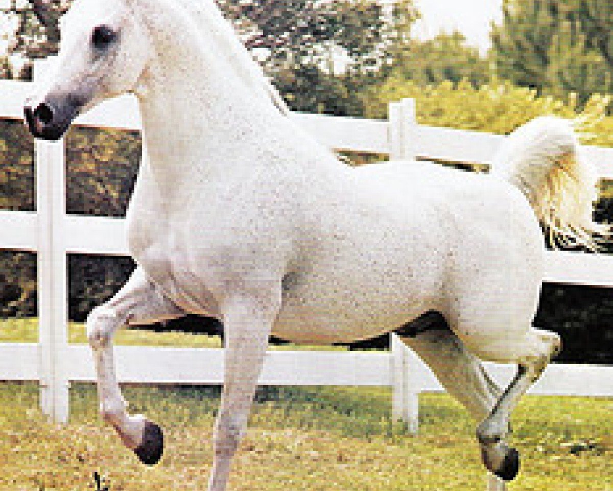 stallion AN Malik ox (Arabian purebred, 1970, from Galero ox)