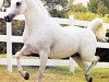 stallion AN Malik ox (Arabian thoroughbred, 1970, from Galero ox)