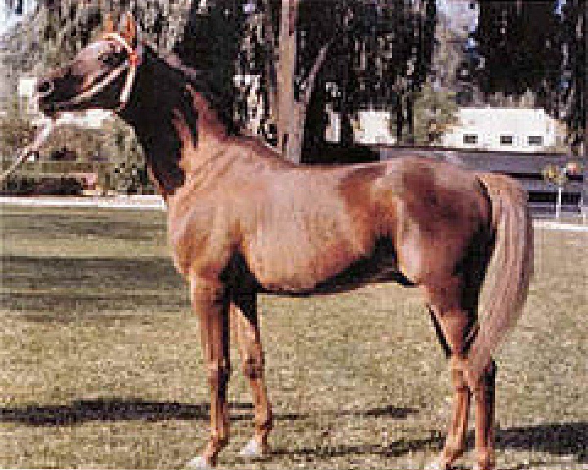 stallion Bambu ox (Arabian purebred, 1960, from Maquillo ox)