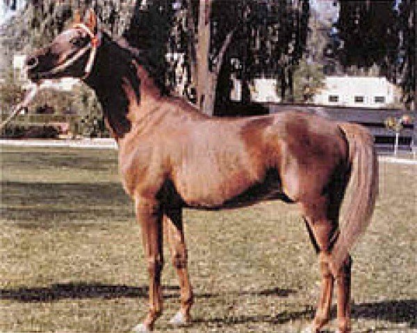 stallion Bambu ox (Arabian thoroughbred, 1960, from Maquillo ox)