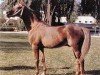 stallion Bambu ox (Arabian thoroughbred, 1960, from Maquillo ox)