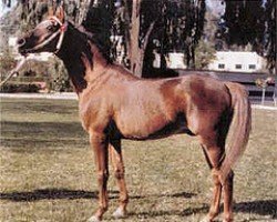 stallion Bambu ox (Arabian thoroughbred, 1960, from Maquillo ox)