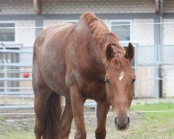 Pferd Buenteeichen Picardo (Deutsches Reitpony, 1998, von Molenhorn's Pasja)