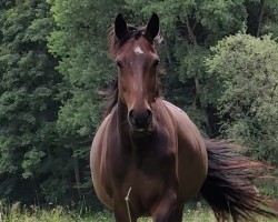 broodmare Rivanna 5 (Hanoverian, 2006, from Glock's Romanov)