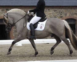 stallion Tulstruplunds Qvali (Fjord Horse, 2017, from Brijol)