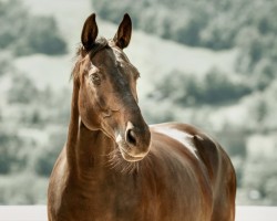 Springpferd Missouri B (Irish Sport Horse, 2010, von Smooth Operator B)