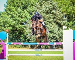 jumper Anton - H (German Sport Horse, 2018, from Askari)