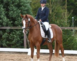 dressage horse Balisto LH (Hanoverian, 2021, from Callaho's Benicio)