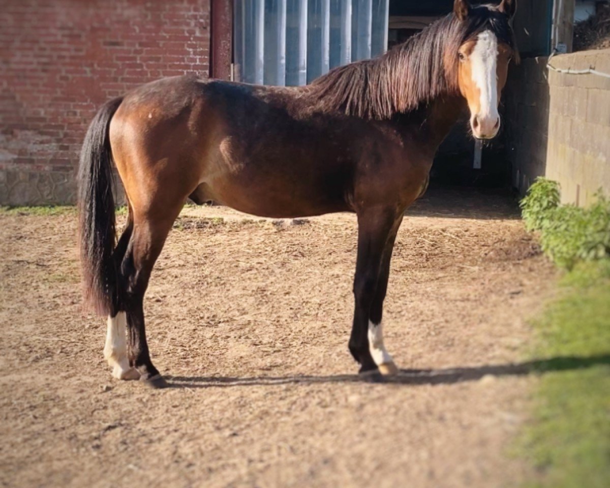 dressage horse Double Trouble (German Riding Pony, 2022, from Double Jackpot)