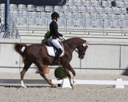 dressage horse Ayoum ox (Arabian thoroughbred, 2011, from T.M. Lopez ox)