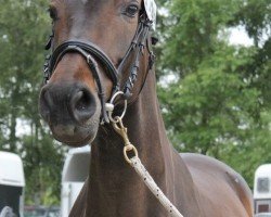 broodmare Charleen o'bryn (German Warmblood, 2007, from Caletto III)