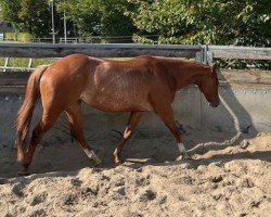 horse Smooth N Silent Cleo (Quarter Horse, 2020)