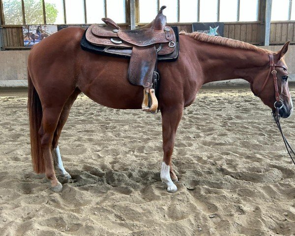 Pferd JRS Unxpected Sorrel (Quarter Horse, 2021)