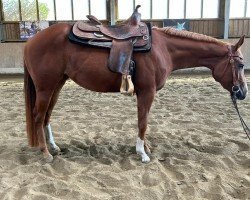 horse JRS Unxpected Sorrel (Quarter Horse, 2021)