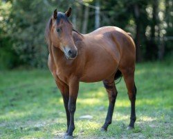 horse Roche Dee Grande (Quarter Horse, 2022)