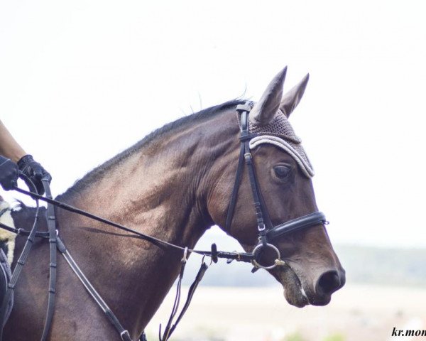 horse Magic Marie (German Warmblood, 2015, from Magic Mountain xx)