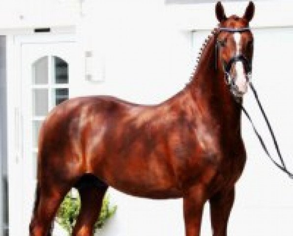 stallion Esperico (Hanoverian, 1998, from Espri)