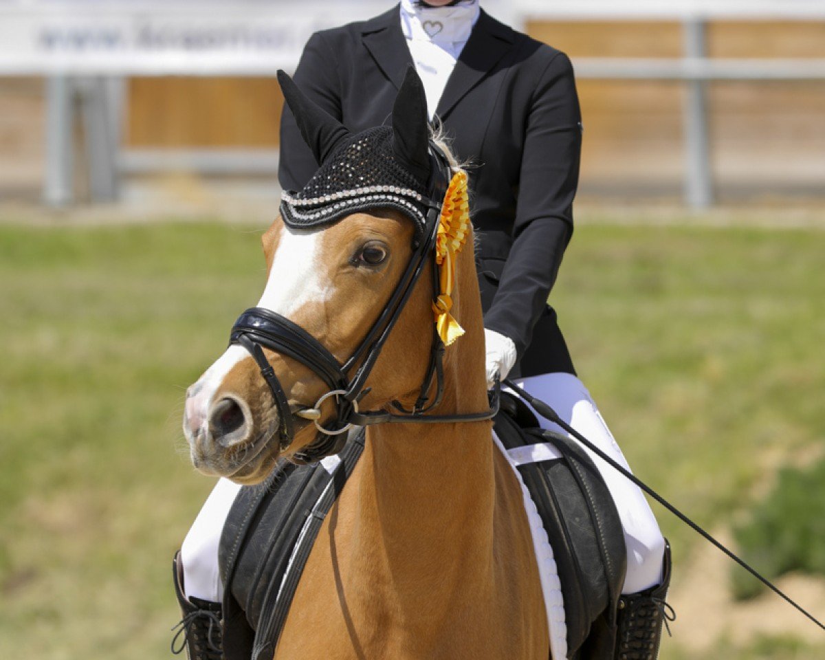 dressage horse Next Golden Princess (German Riding Pony, 2021, from FS Next Diamond)