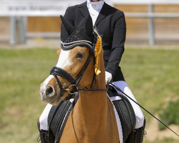 dressage horse Next Golden Princess (German Riding Pony, 2021, from FS Next Diamond)