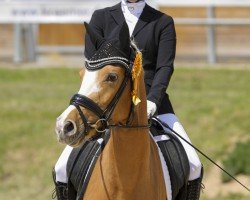 dressage horse Next Golden Princess (German Riding Pony, 2021, from FS Next Diamond)