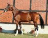 stallion Ballon d'Or (German Sport Horse, 2012, from Balou du Rouet)