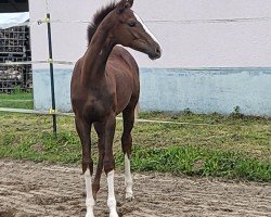 foal by Stute von Bonds / Florenciano (Oldenburg, 2024, from Bonds)