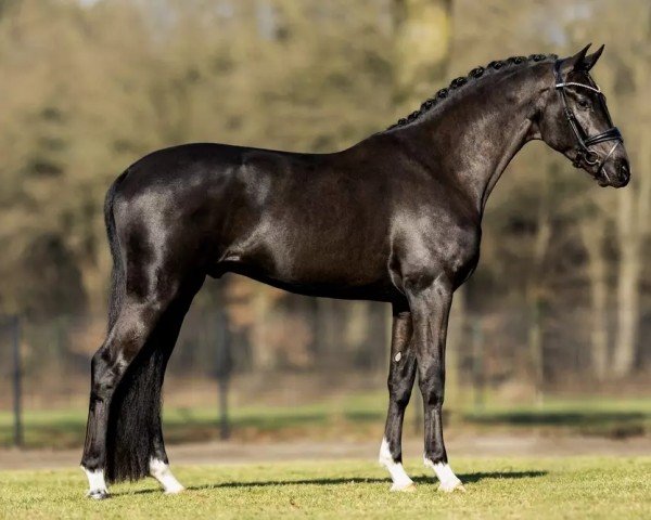 stallion Succession (Hanoverian, 2020, from Secret)