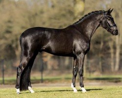 stallion Succession (Hanoverian, 2020, from Secret)