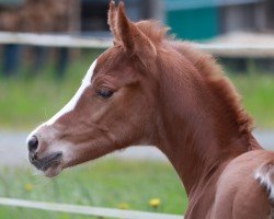 foal by Stute von Sezuan's Donner / Dante Weltino (Oldenburg, 2024, from Sezuan's Donnerhall)