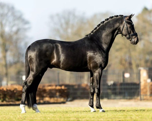 stallion Noble Savage (KWPN (Royal Dutch Sporthorse), 2018, from Dettori)