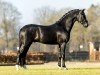 stallion Noble Savage (KWPN (Royal Dutch Sporthorse), 2018, from Dettori)