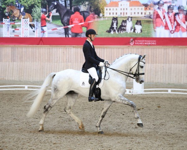 stallion Captain Müller MT (Westphalian, 2017, from Cornet Obolensky)