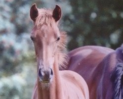 broodmare Casallvana (Holsteiner, 2015, from Casall)