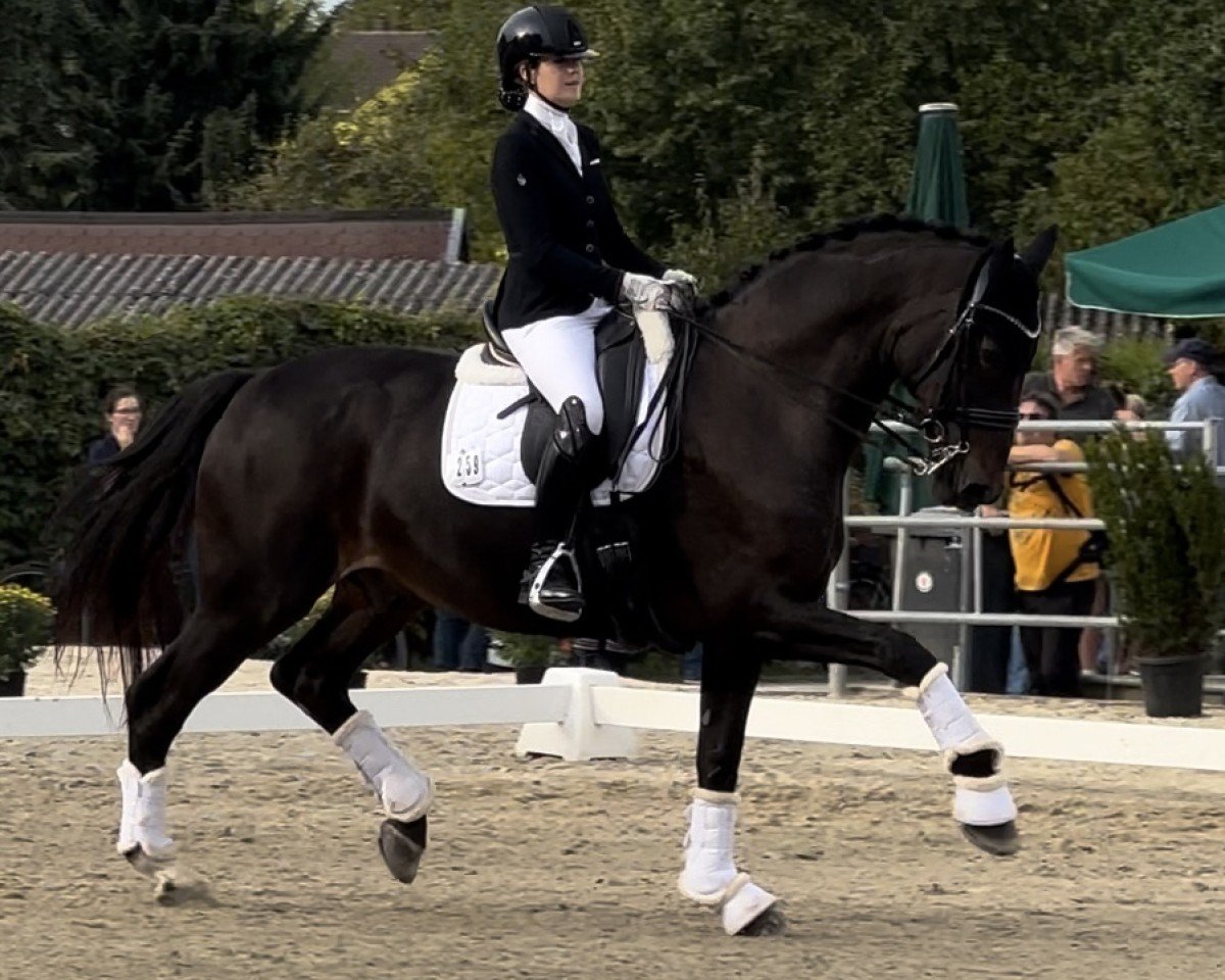 dressage horse Final Countdown 18 (Westphalian, 2008, from Floresco NRW)