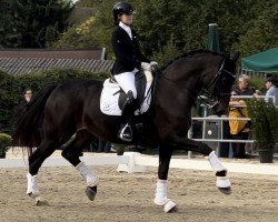 dressage horse Final Countdown 18 (Westphalian, 2008, from Floresco NRW)