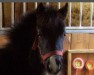 dressage horse Don Guido (Welsh-Pony (Section B), 2006, from Hondsrug Don Gregory)