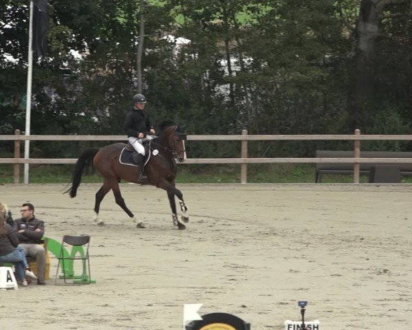 Reitturnier Scharnebeck 2024