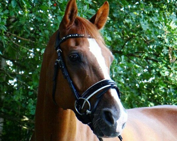 jumper Duc de Moyon (German Riding Pony, 2002, from Dschingis-Khan)