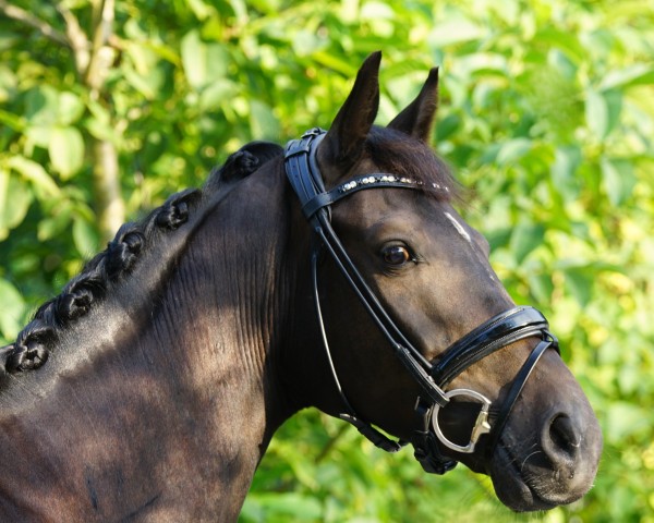 dressage horse Gut Neuenhofs Goldherz (Westphalian, 2020, from Goldberg 15)