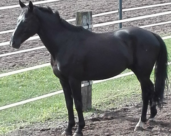 dressage horse Dante 06 (Hanoverian, 2009, from Dauphin)