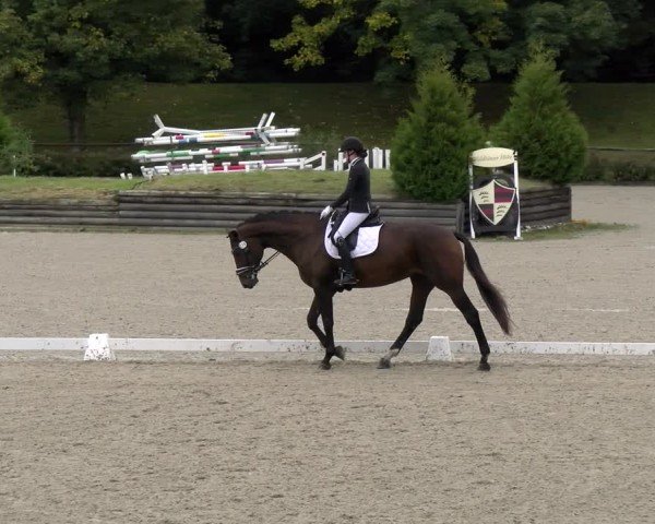 Reitturnier Tübingen 2024