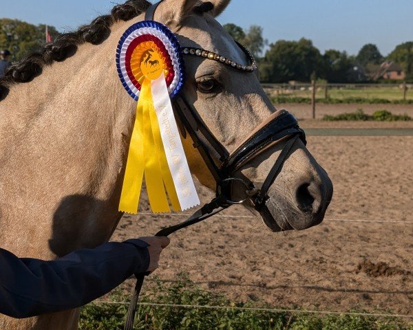 broodmare Desert Cream (German Riding Pony, 2019, from D-Power AT)