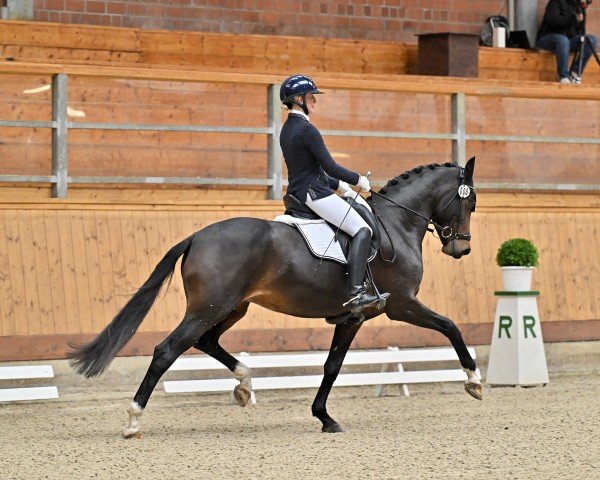 dressage horse Bailadora 10 (Hanoverian, 2016, from Buckingham)