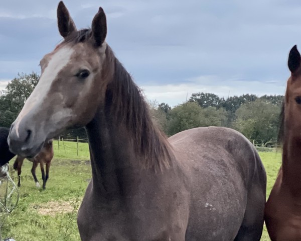 Pferd Okie Dokie (Oldenburger Springpferd, 2022, von Ogano Sitte)